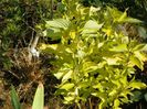 cornus alba Aurea