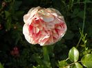 Abraham Darby