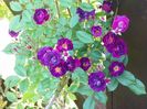 Violette