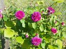 Erinnerung an Brod
