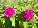 Erinnerung an Brod