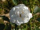 Boule de Neige