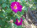 Violacea