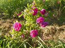rosa damascena