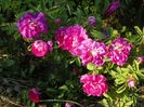 rosa damascena