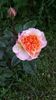 G. Desjean