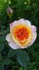 G.Desjean