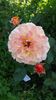 G.Desjean