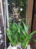 Brassia Shelob Tolkien - 45 lei