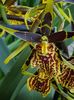 Brassia Mystic Maze - 45 lei