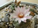 Turbinicarpus schwarzii v. rubriflorus