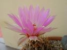 Thelocactus bicolor ssp. pottsii