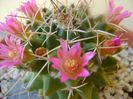 Mammillaria compressa