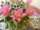 Mammillaria compressa