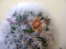 Mammillaria bocasana cv. multilanata