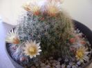 Mammillaria bocasana