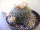 Mammillaria bocasana