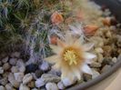 Mammillaria bocasana