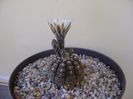 Gymnocalycium ragonesei