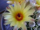 Notocactus mammulosus (Parodia mammulosa ssp. submammulosa)
