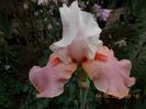 B-19-sugar magnolia-10