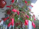 Boliviensis