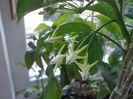 Multiflora,extrem de pretentioasa!