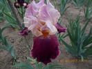 latin lover-7