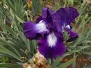 exotic star-