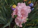 blushing pink-