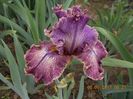 queen in calico-
