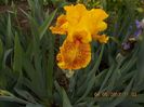 dazzling gold-