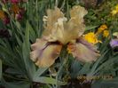 thorbrind-
