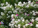 Guirlande d'Amour si Reine des Violettes