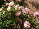 Albertine
