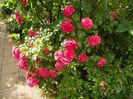Rosarium Uetersen