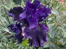 dark passion-10