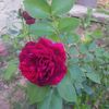 prince
