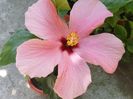 Cairo pink