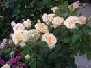 IMGP0983