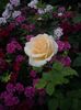 IMGP0984