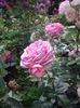 IMGP0997