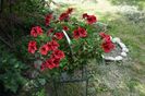 Candy Flower Dark Red