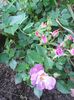 Photo0410