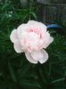 Photo0425