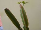 Cissus quadrangularis