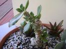 Monadenium guentheri