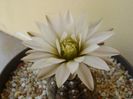 Gymnocalycium ragonesei