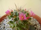 Mammillaria compressa