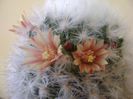 Mammillaria bocasana cv. multilanata